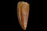 Serrated, Raptor Tooth - Real Dinosaur Tooth #130354-1